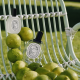 Eau de Toilette "Illio" de Diptyque